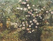 Vincent Van Gogh Rosebush in Blossom (nn04) oil painting reproduction